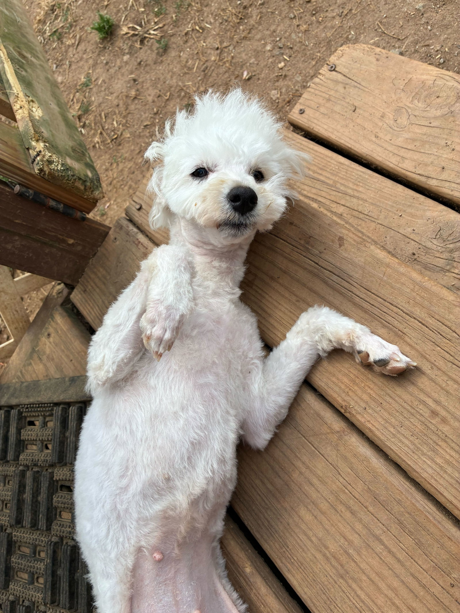 Photo 12 of 12 — Bixie Apr 26
