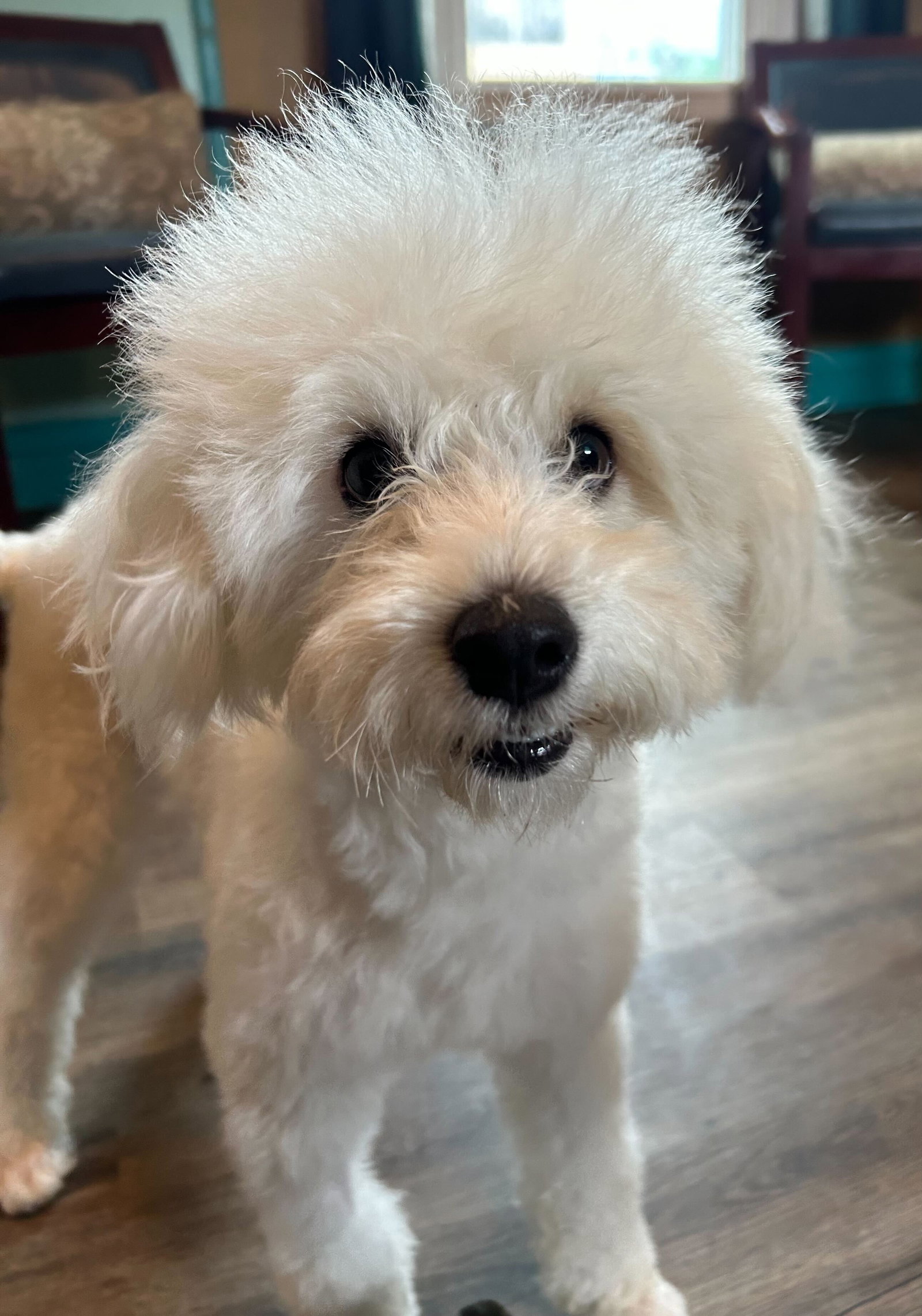 Photo 11 of 12 — Bixie Apr 26