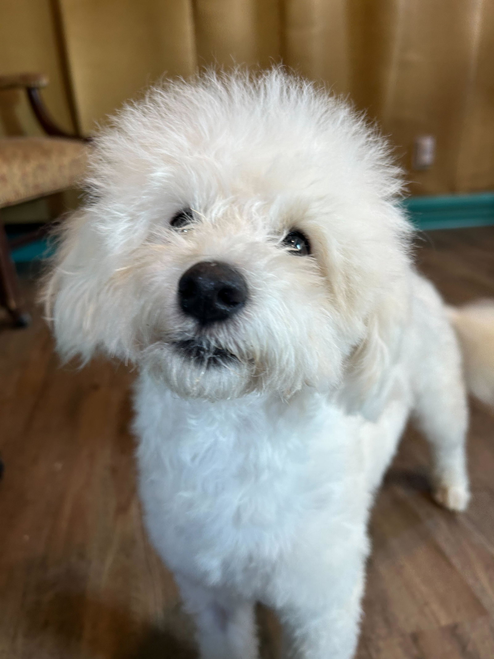 Photo 10 of 12 — Bixie Apr 26