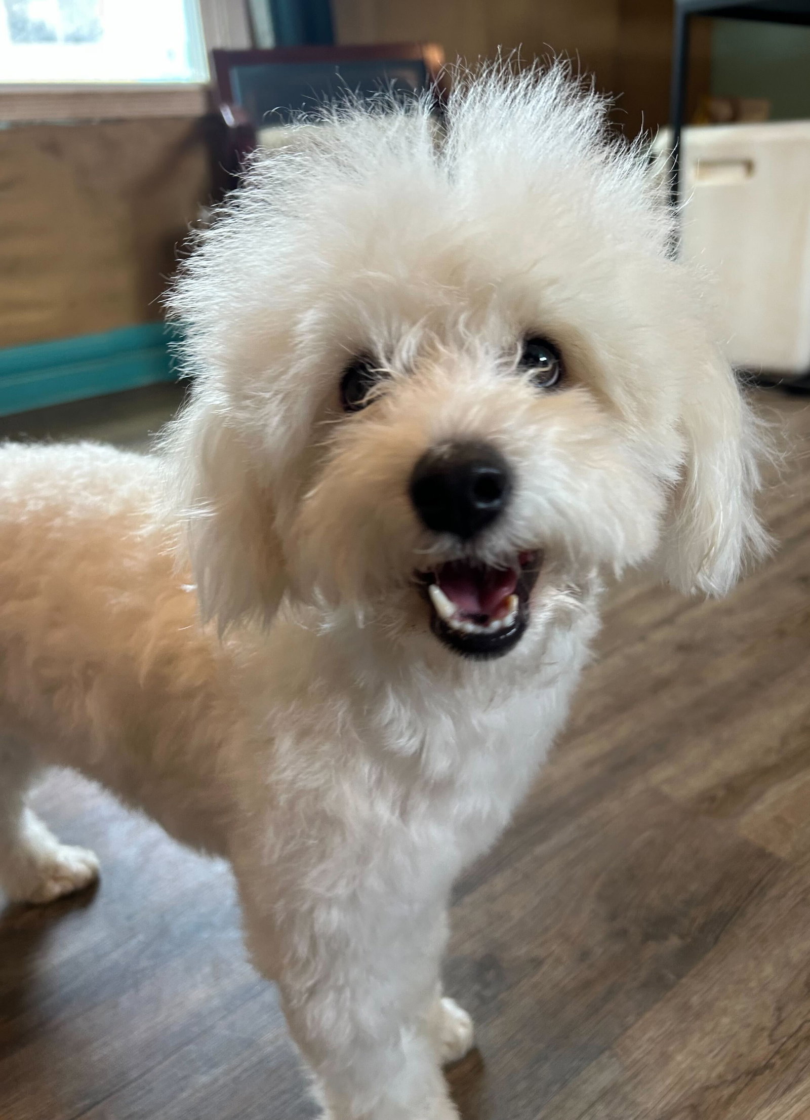 Photo 9 of 12 — Bixie Apr 26