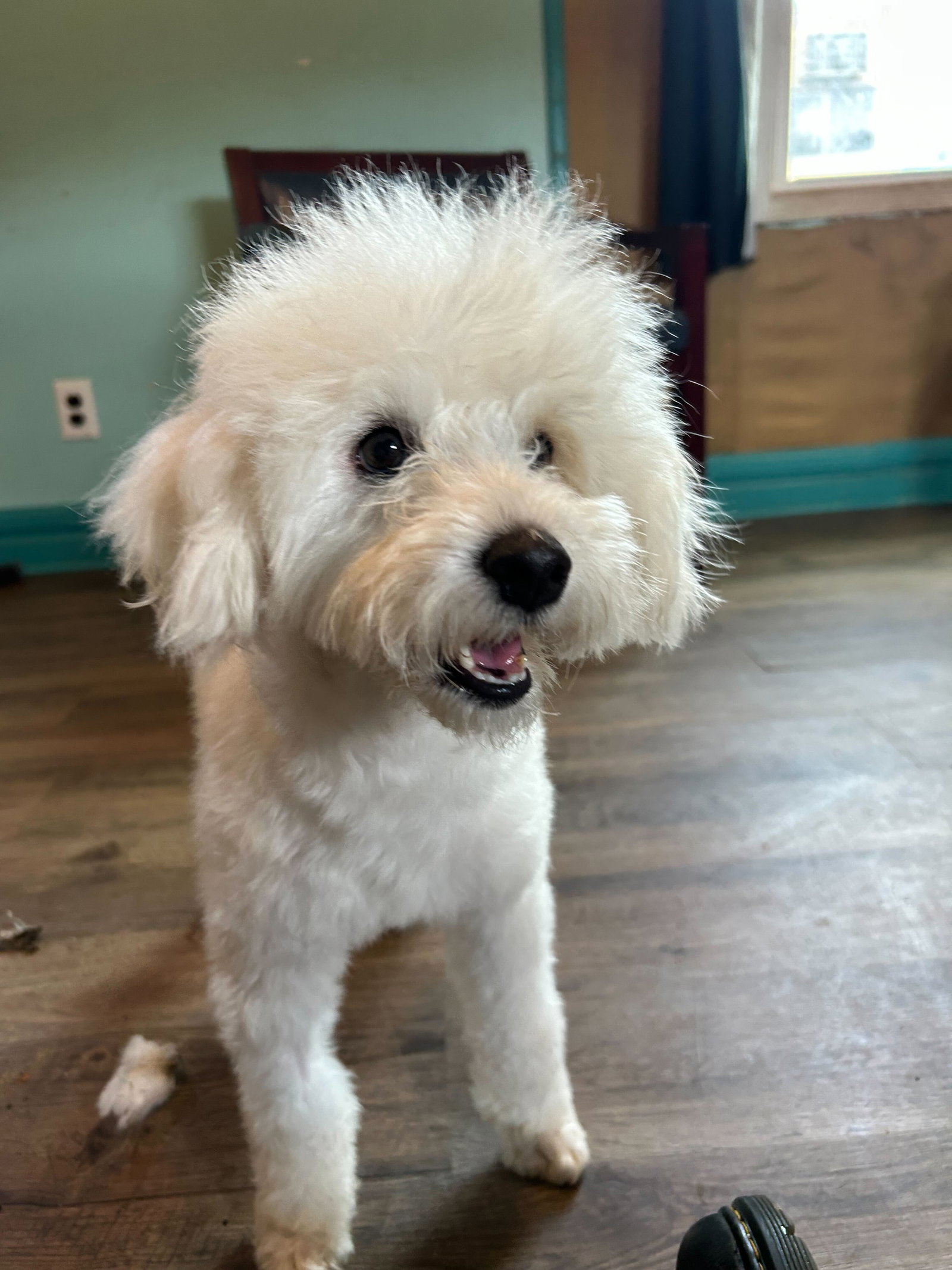 Photo 8 of 12 — Bixie Apr 26