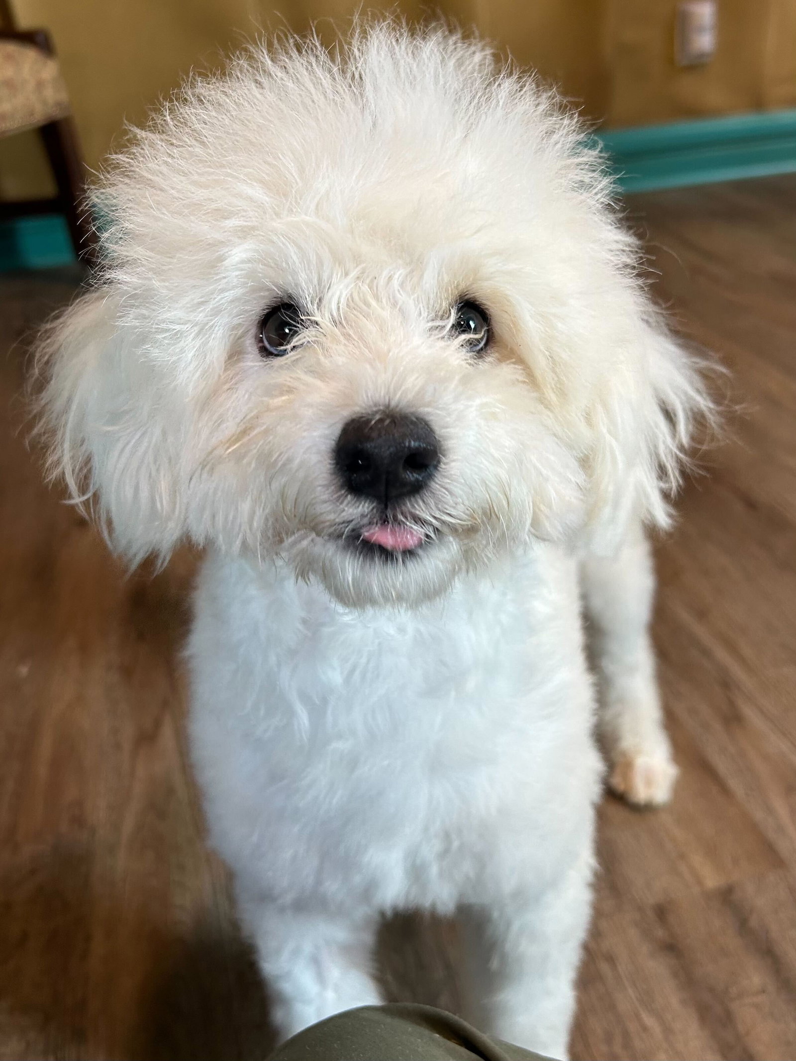 Photo 7 of 12 — Bixie Apr 26