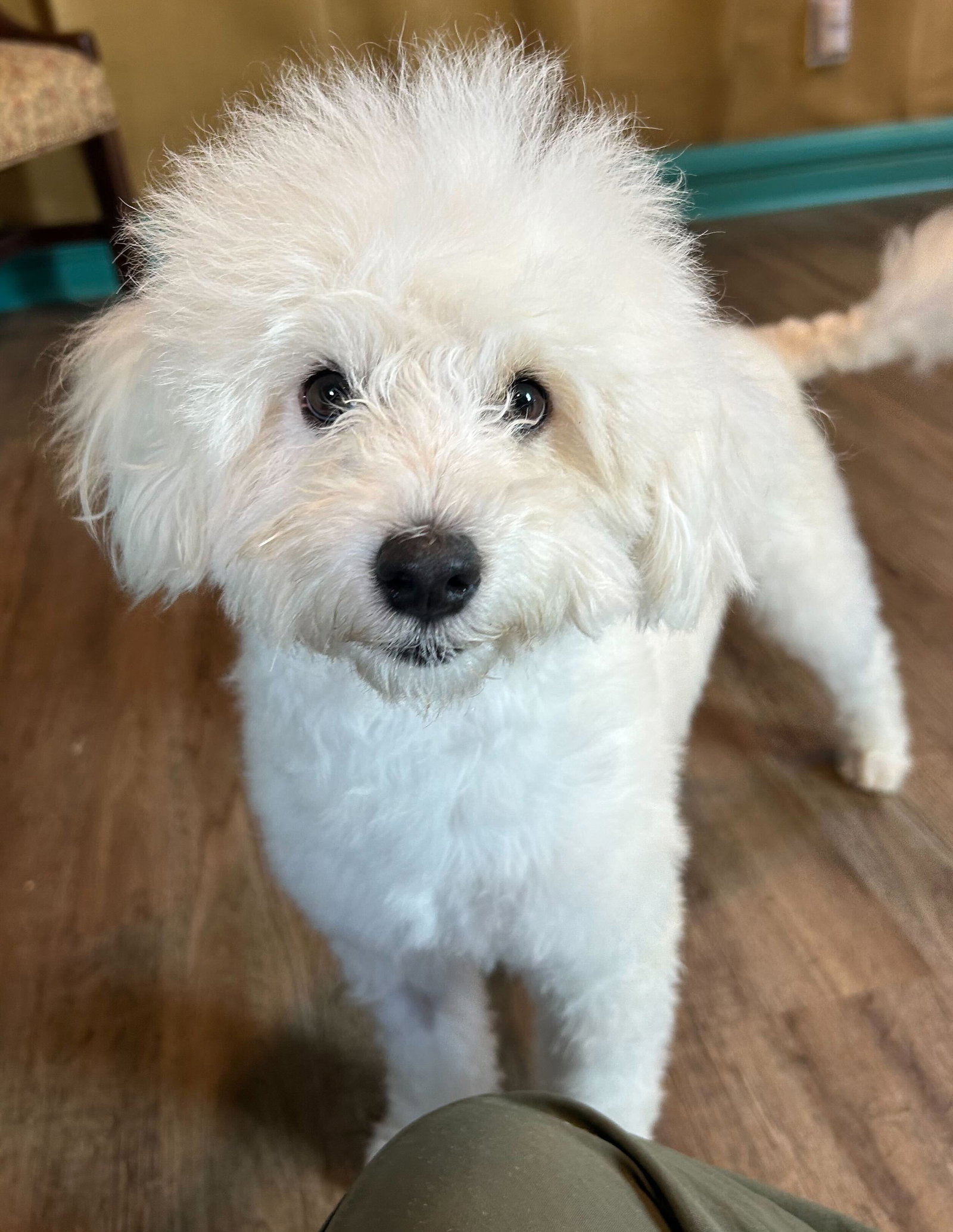Photo 6 of 12 — Bixie Apr 26