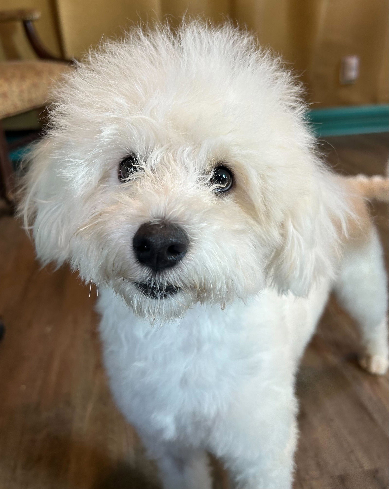 Photo 4 of 12 — Bixie Apr 26