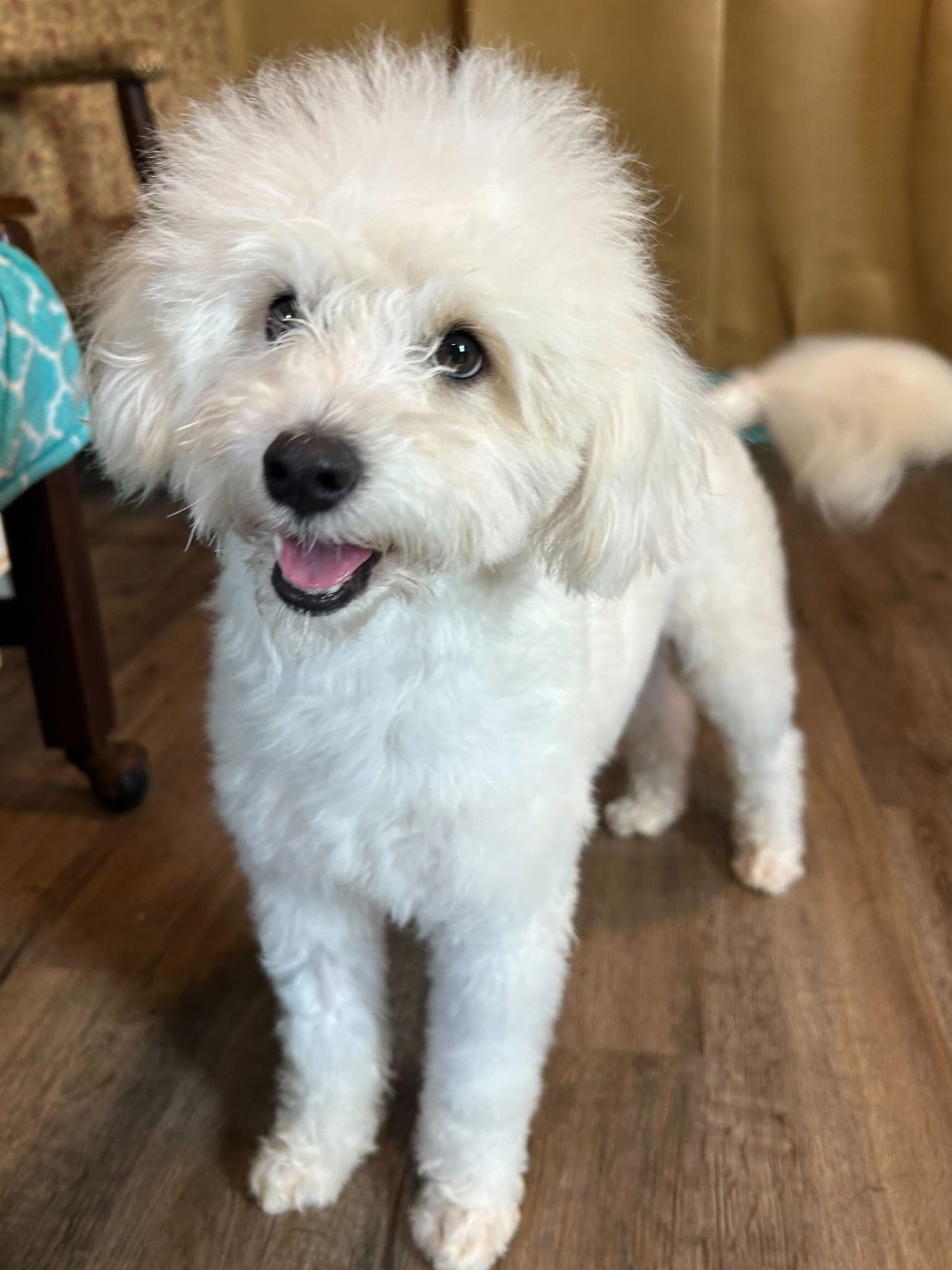 Photo 3 of 12 — Bixie Apr 26