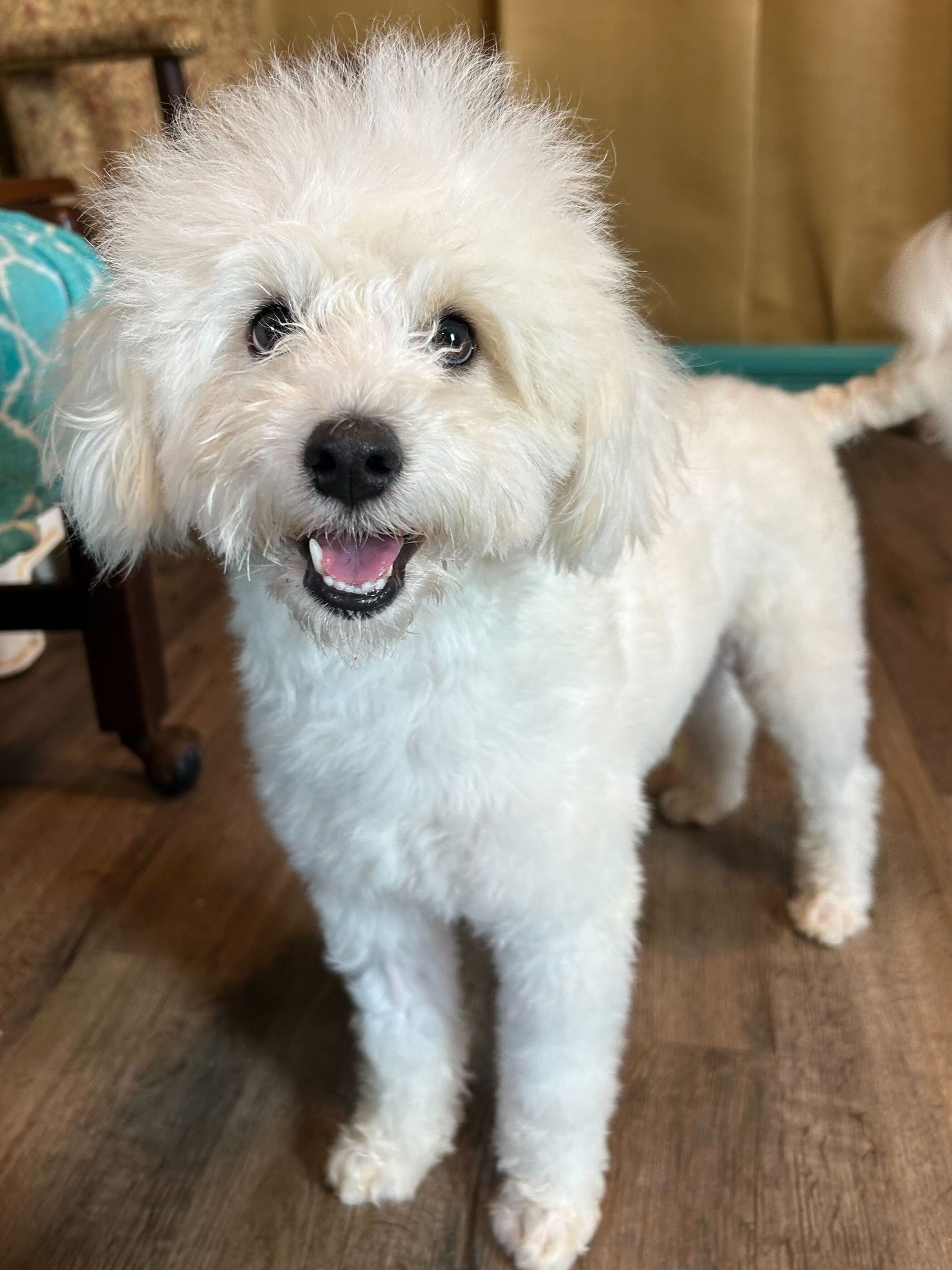 Photo 2 of 12 — Bixie Apr 26
