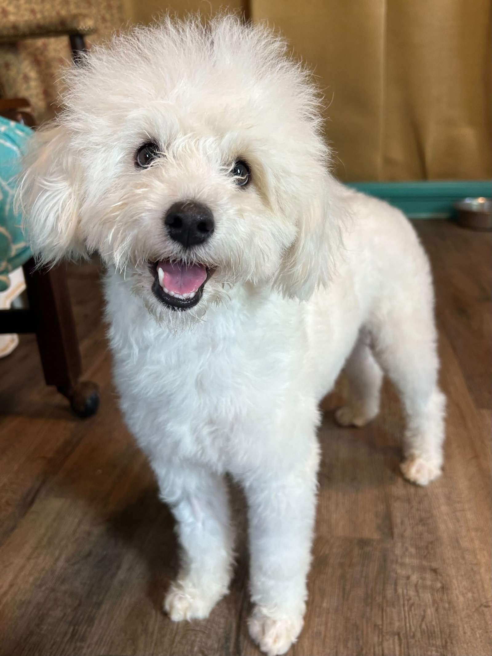Photo of Bixie Apr 26