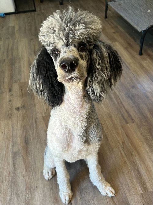 Firefly Apr 26, an adoptable Poodle in Pacolet, SC