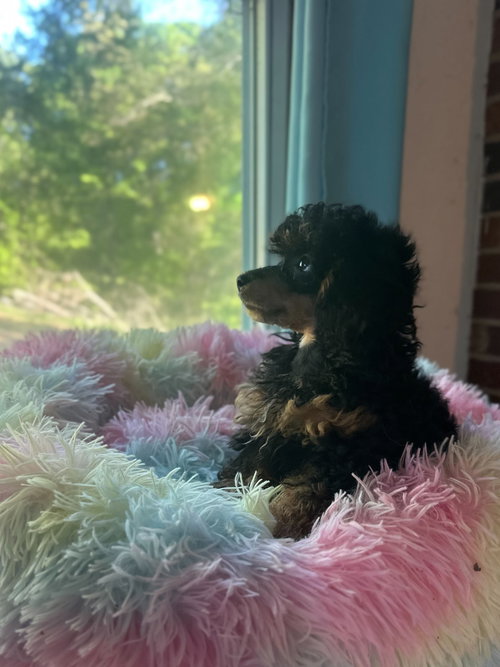 Minerva Feb 26 - A Millie Pup