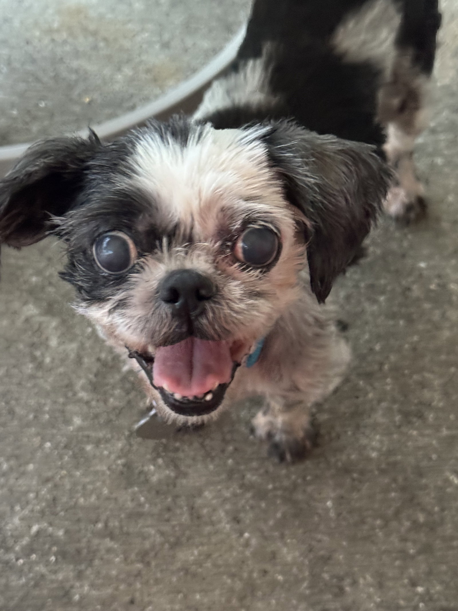 Photo of Cecilia Apr 26 - In Foster in Raleigh, NC