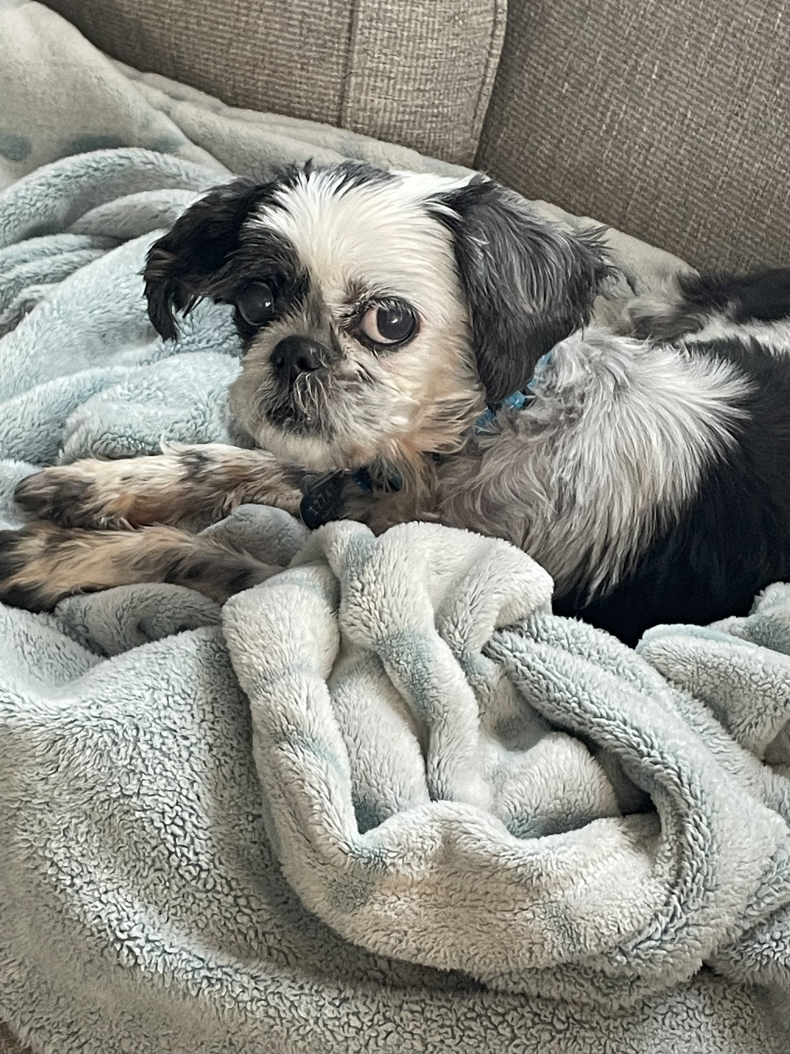 Photo 2 of 3 — Cecilia Apr 26 - In Foster in Raleigh, NC