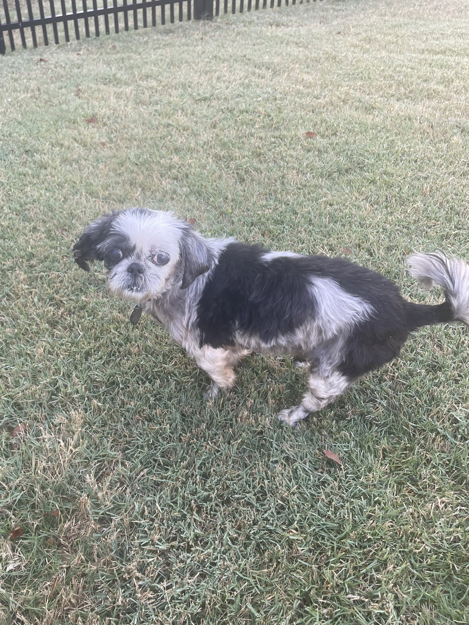 Photo 3 of 3 — Cecilia Apr 26 - In Foster in Raleigh, NC