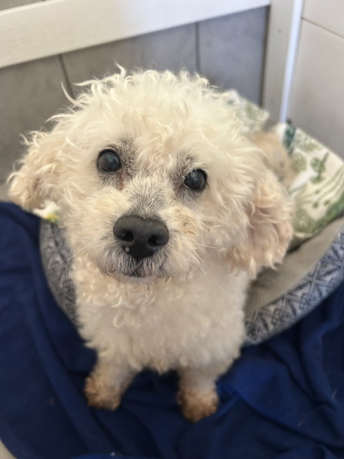Chowder Apr 26, an adoptable Poodle in Pacolet, SC