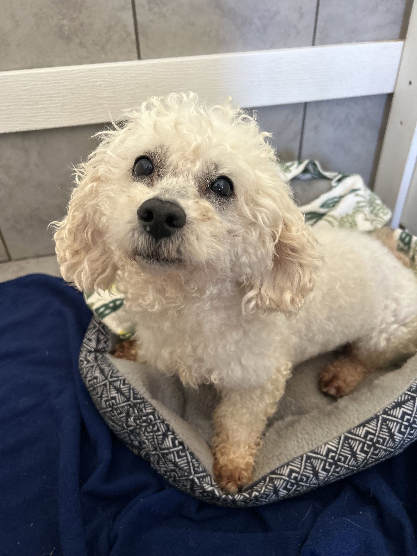 Photo 2 of 4 — Chowder Apr 26