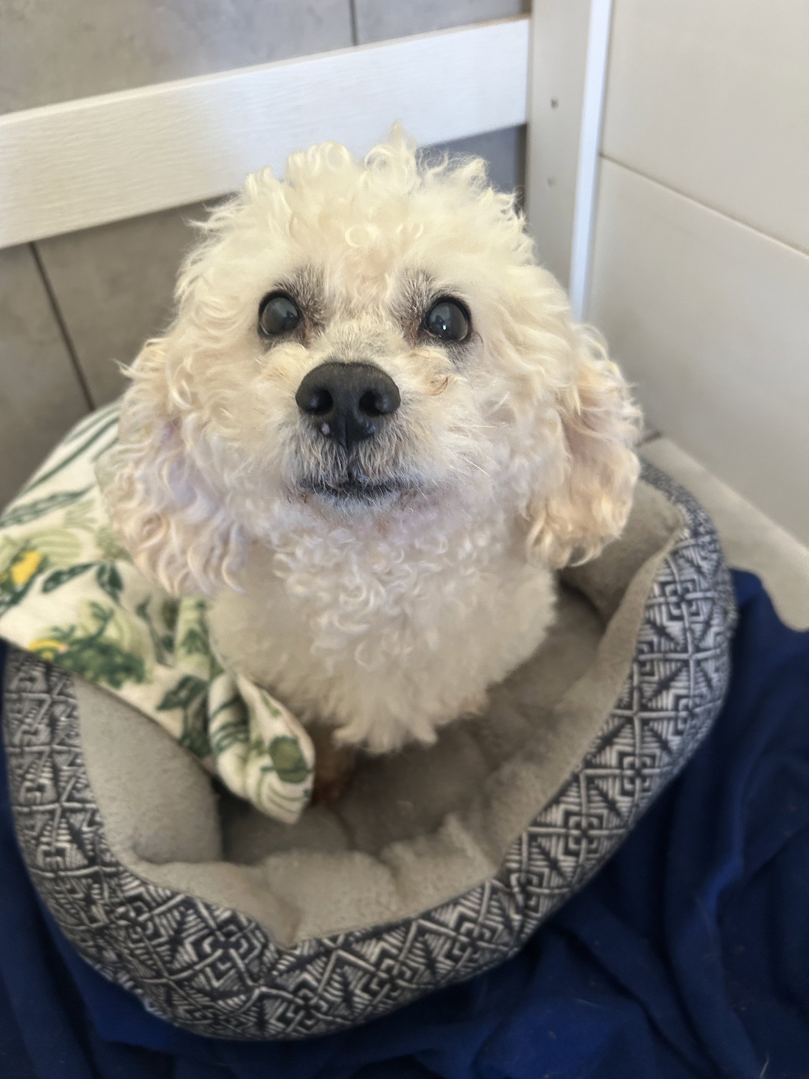 Photo 4 of 4 — Chowder Apr 26
