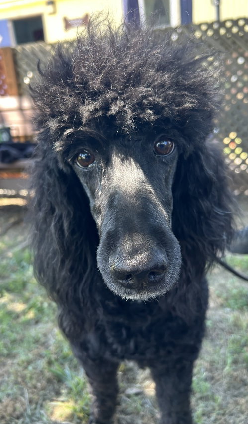 Sauvignon Apr 26