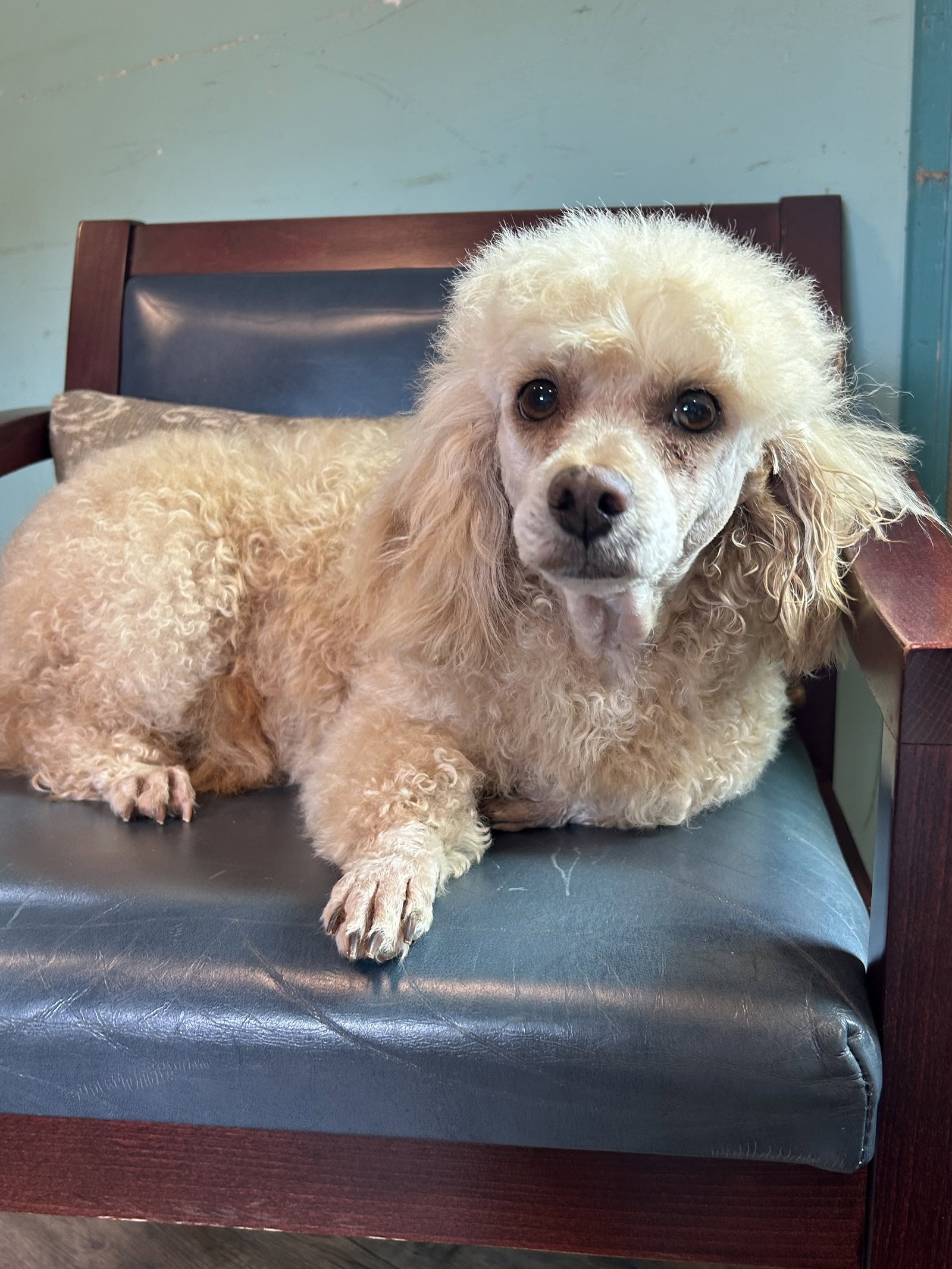 Photo of Poppy Apr 26 - A Survivor