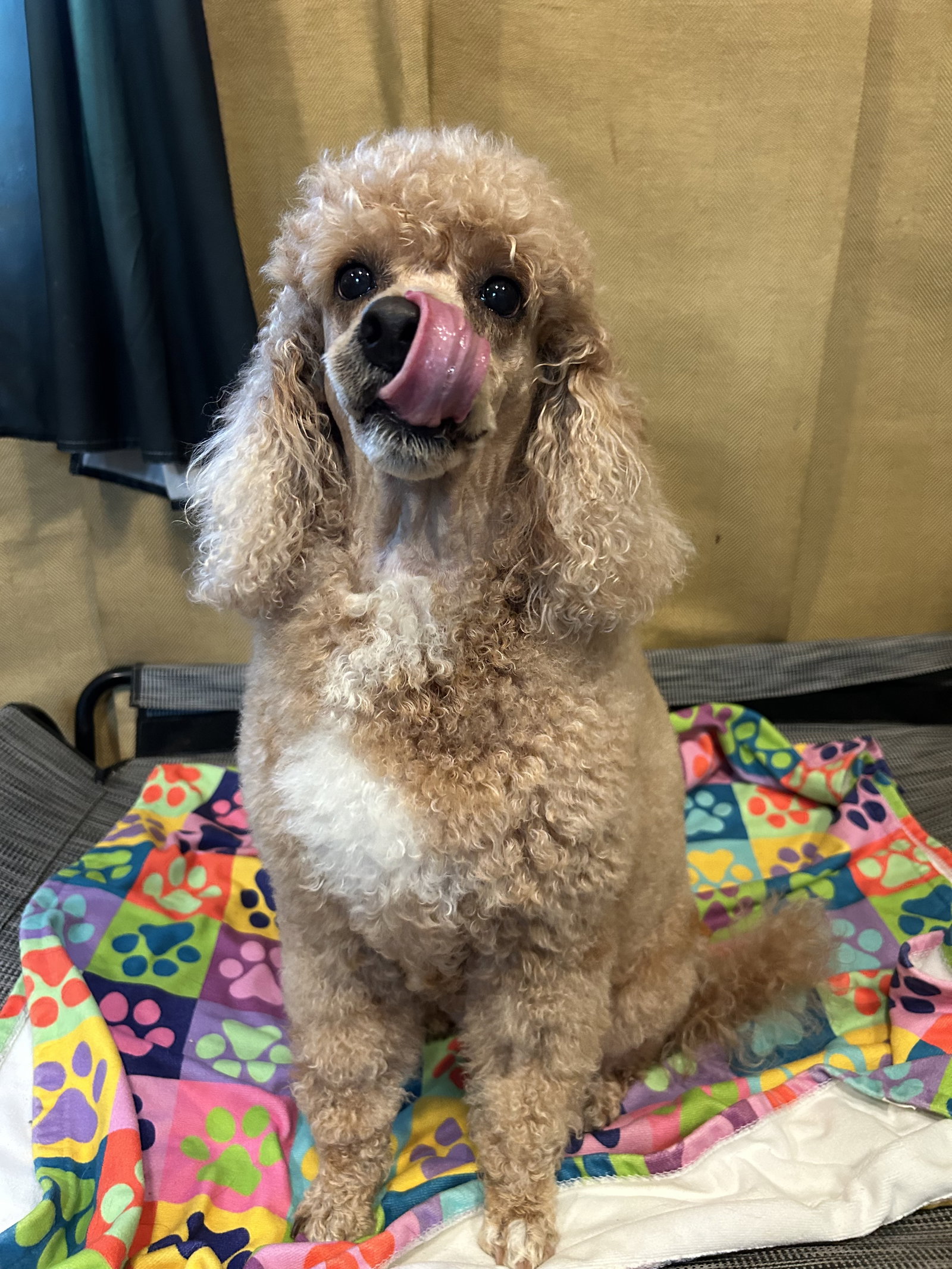 Photo 9 of 12 — Presley Apr 26
