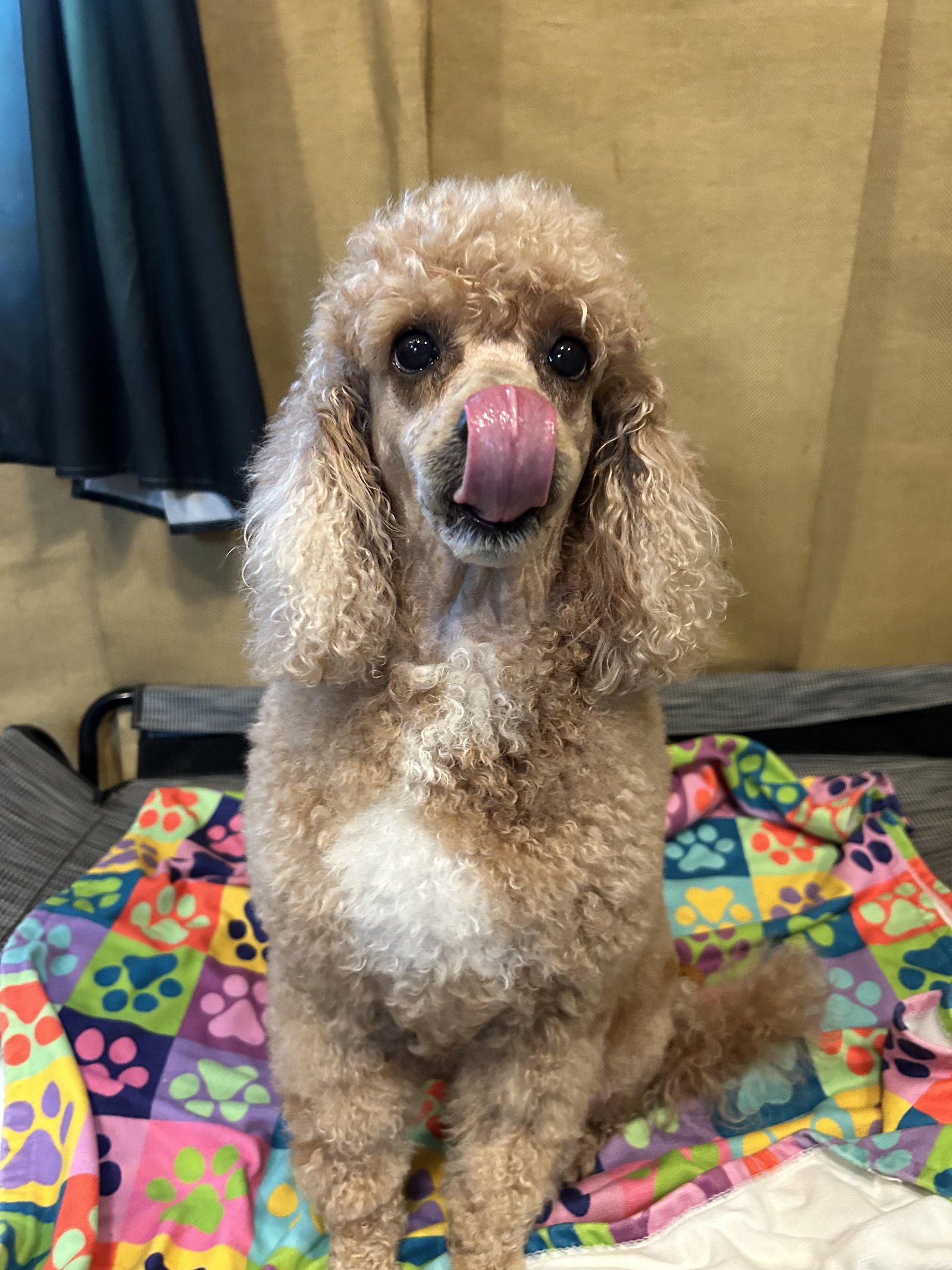 Photo 7 of 12 — Presley Apr 26