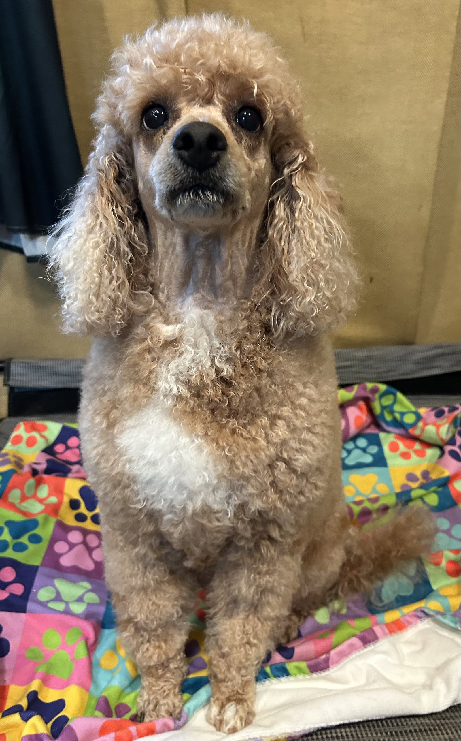 Photo 4 of 12 — Presley Apr 26