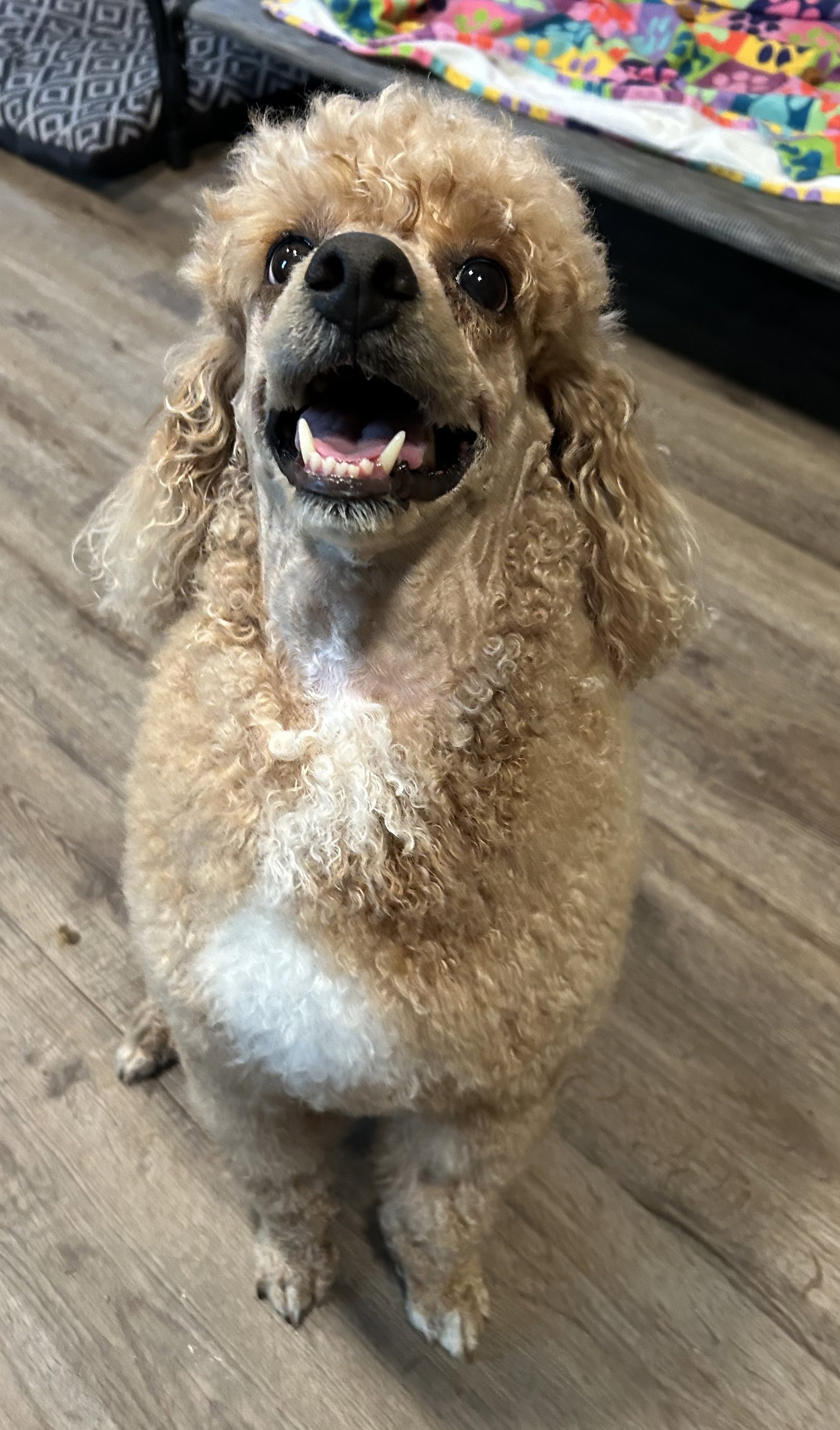 Photo 3 of 12 — Presley Apr 26
