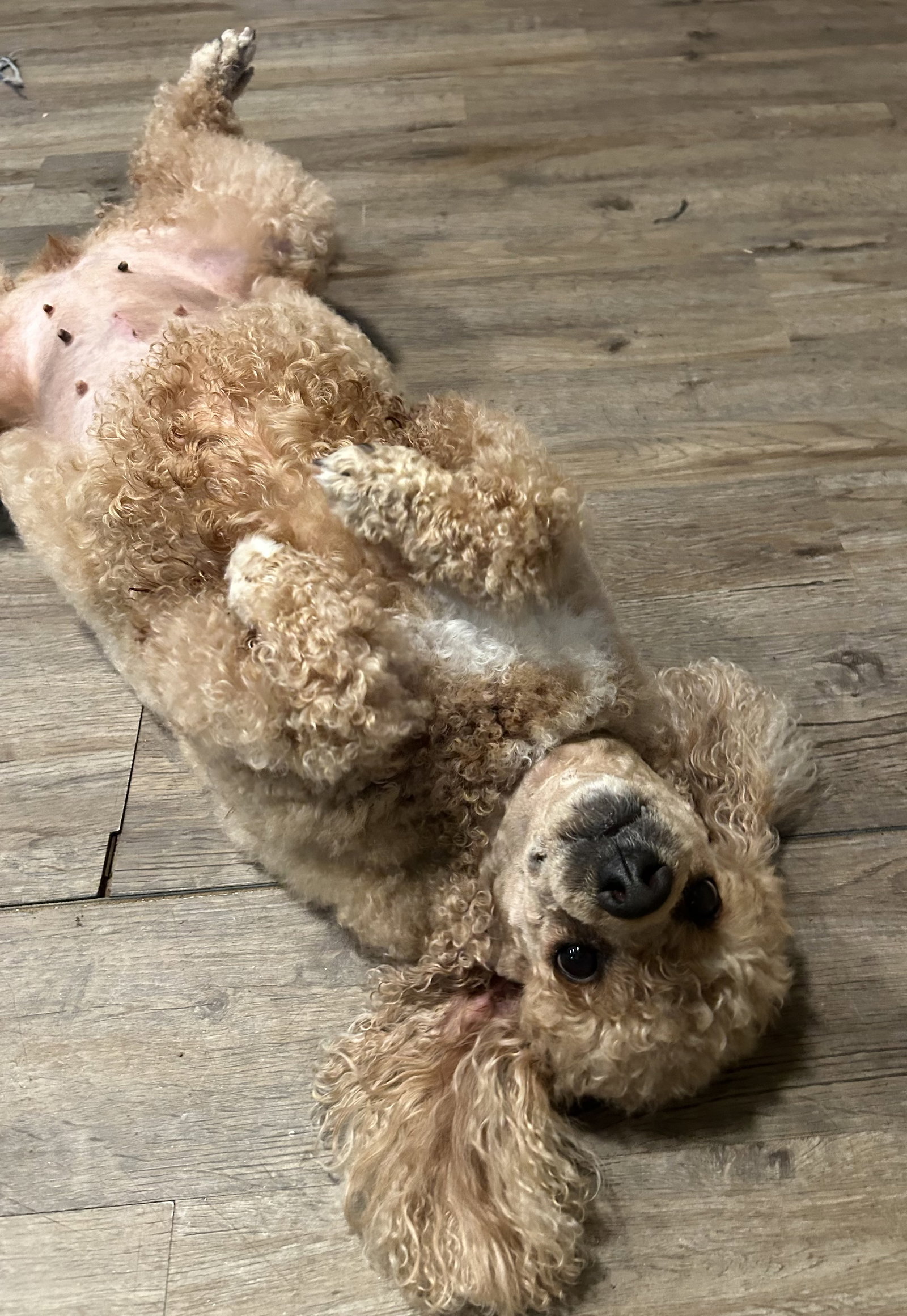 Photo 10 of 12 — Presley Apr 26