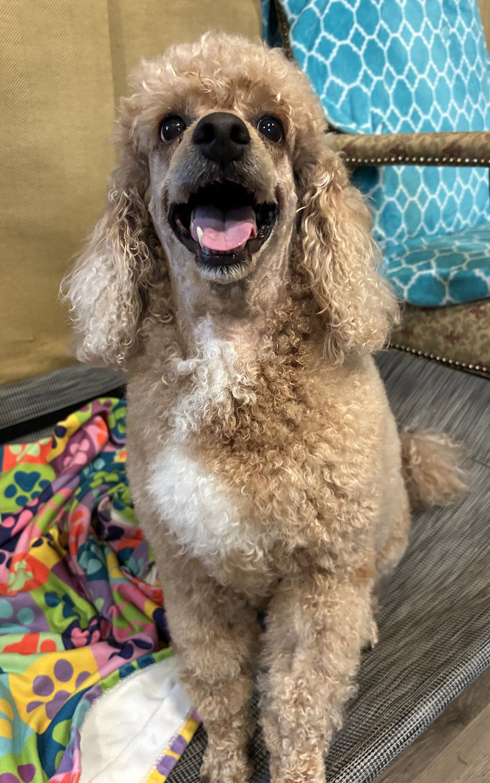Photo 8 of 12 — Presley Apr 26