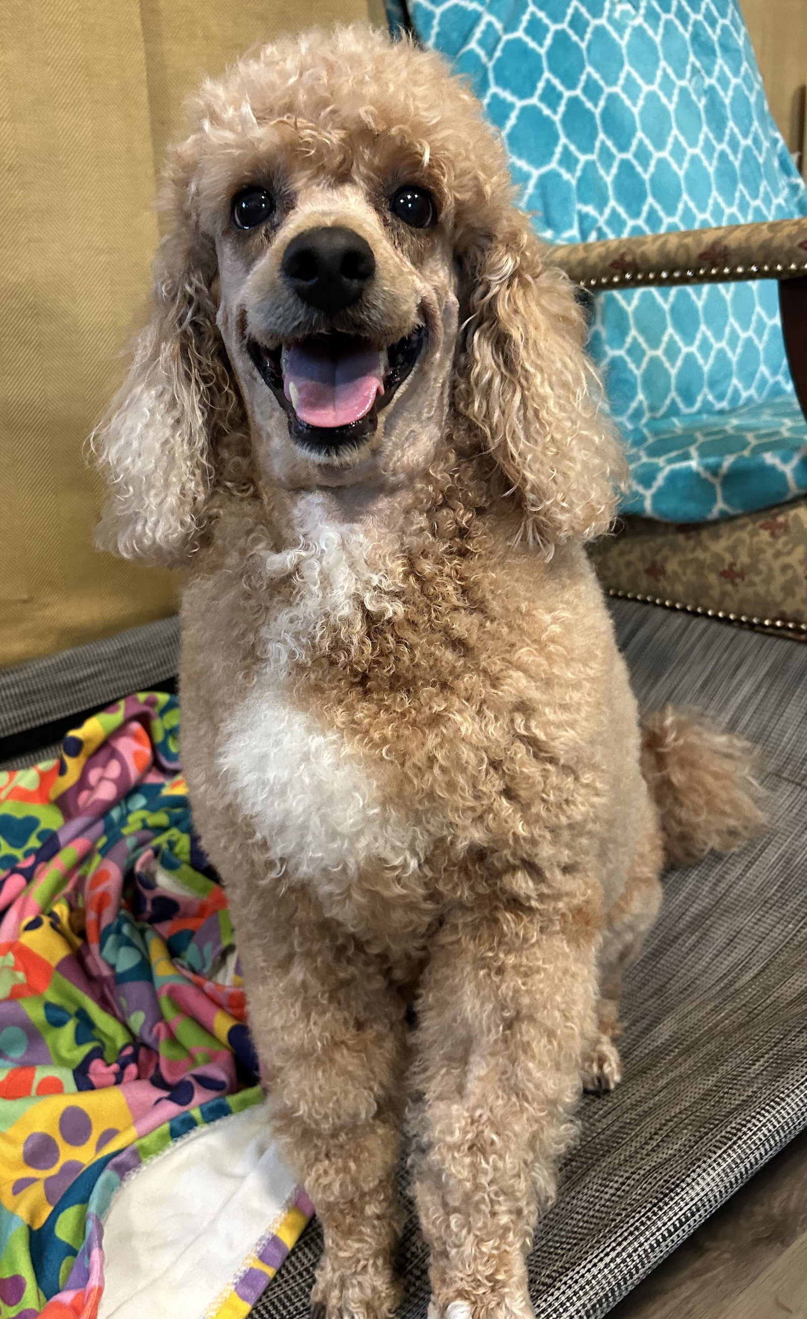 Photo 5 of 12 — Presley Apr 26