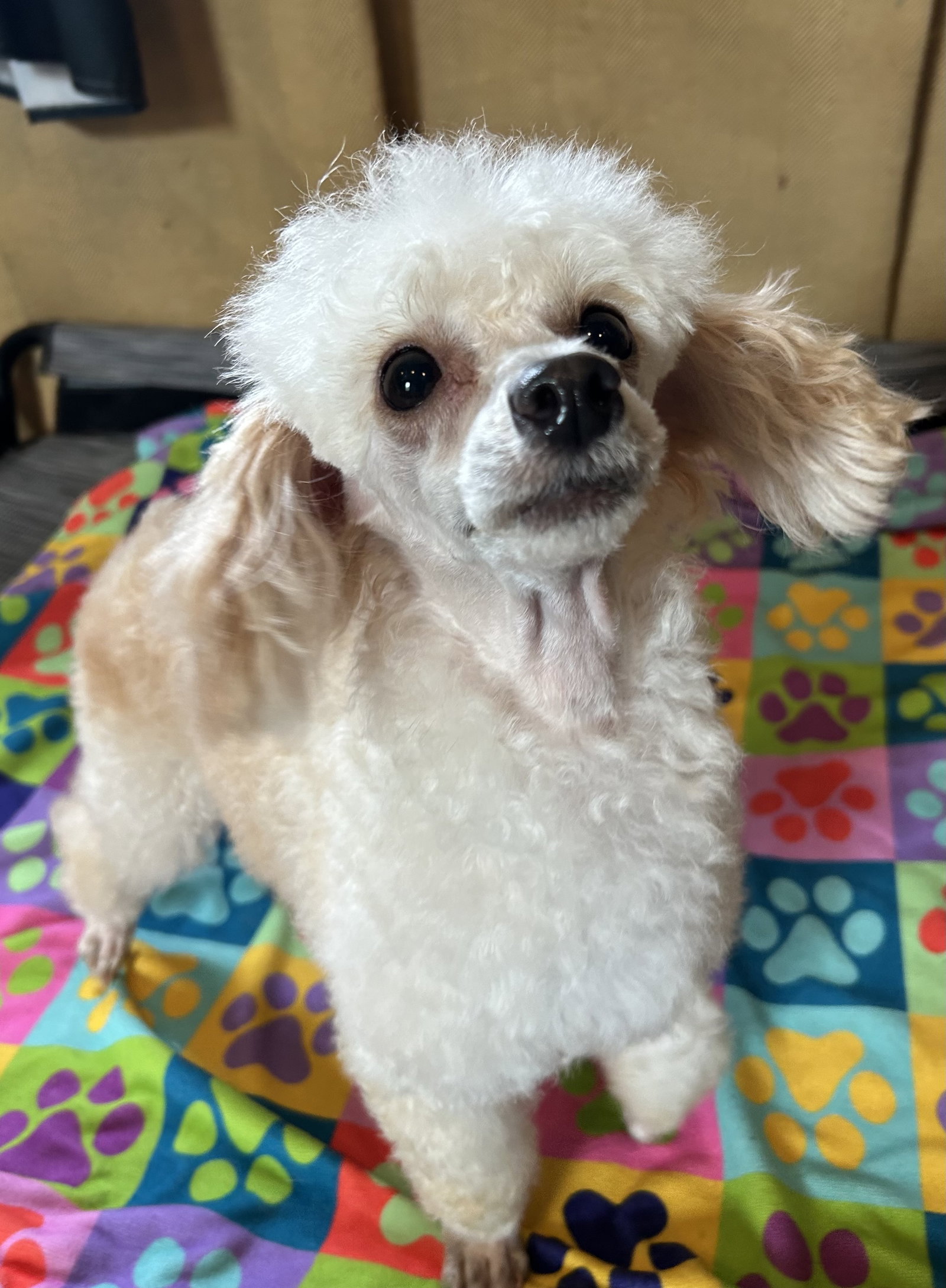 Photo 4 of 12 — Flo Jo APR 26