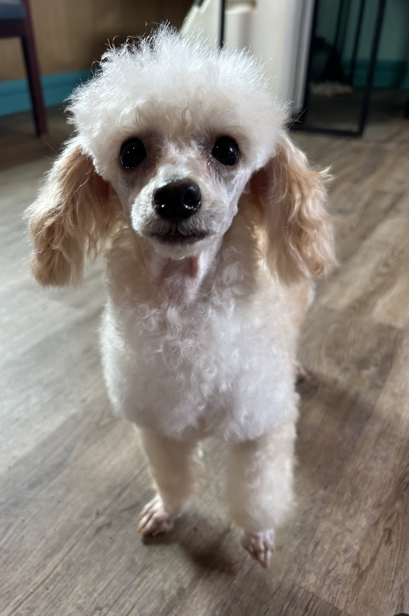 Photo 8 of 12 — Flo Jo APR 26