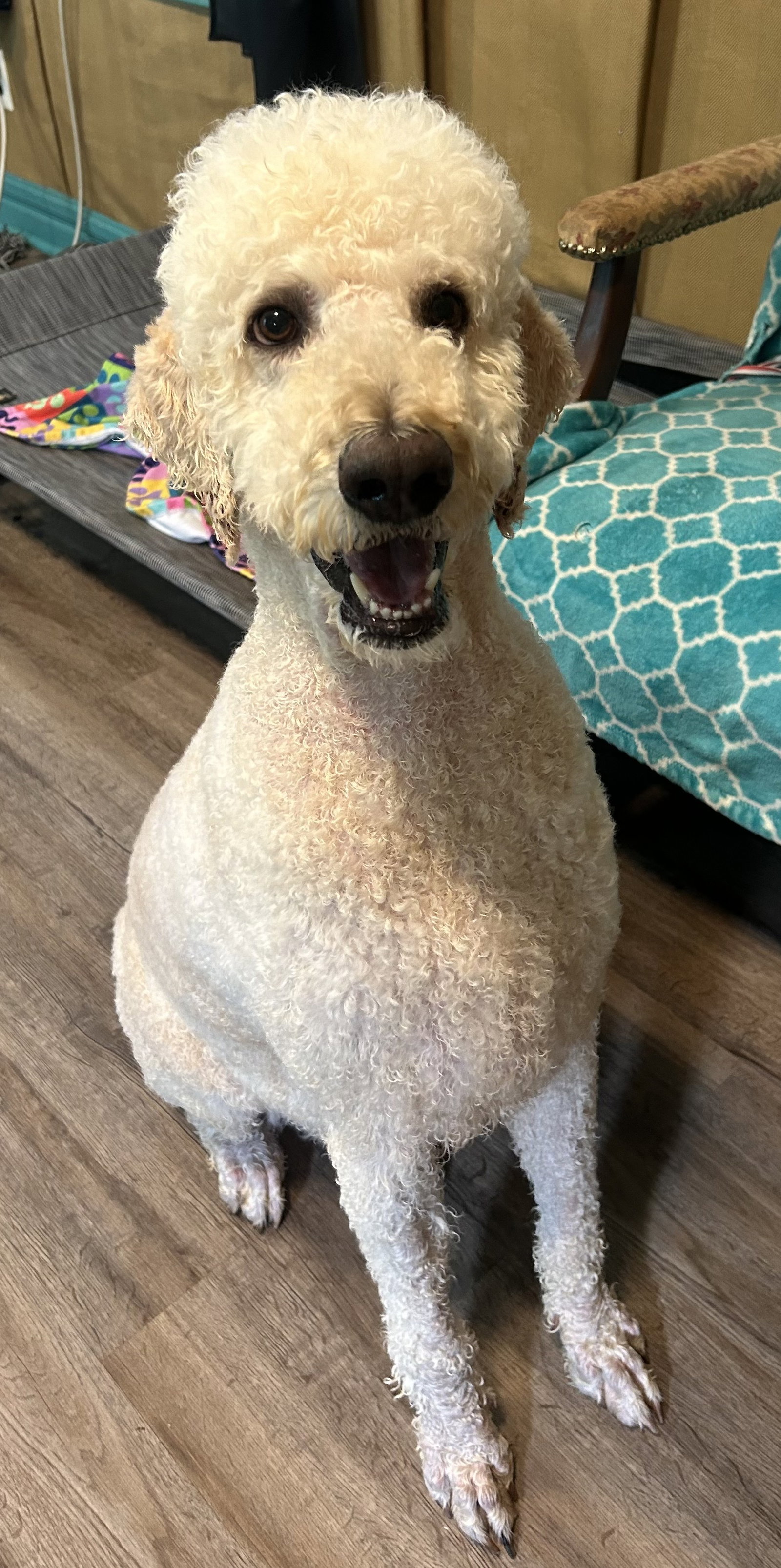 Photo 2 of 10 — Caden May 26 - I am special Available