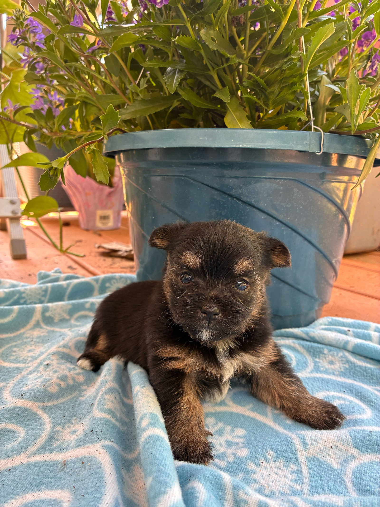 Photo of Hera Apr 26 - Available for Adoption 6/10/26