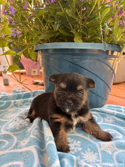 Hera Apr 26 - Available for Adoption 6/10/26, an adoptable Yorkshire Terrier Yorkie in Pacolet, SC