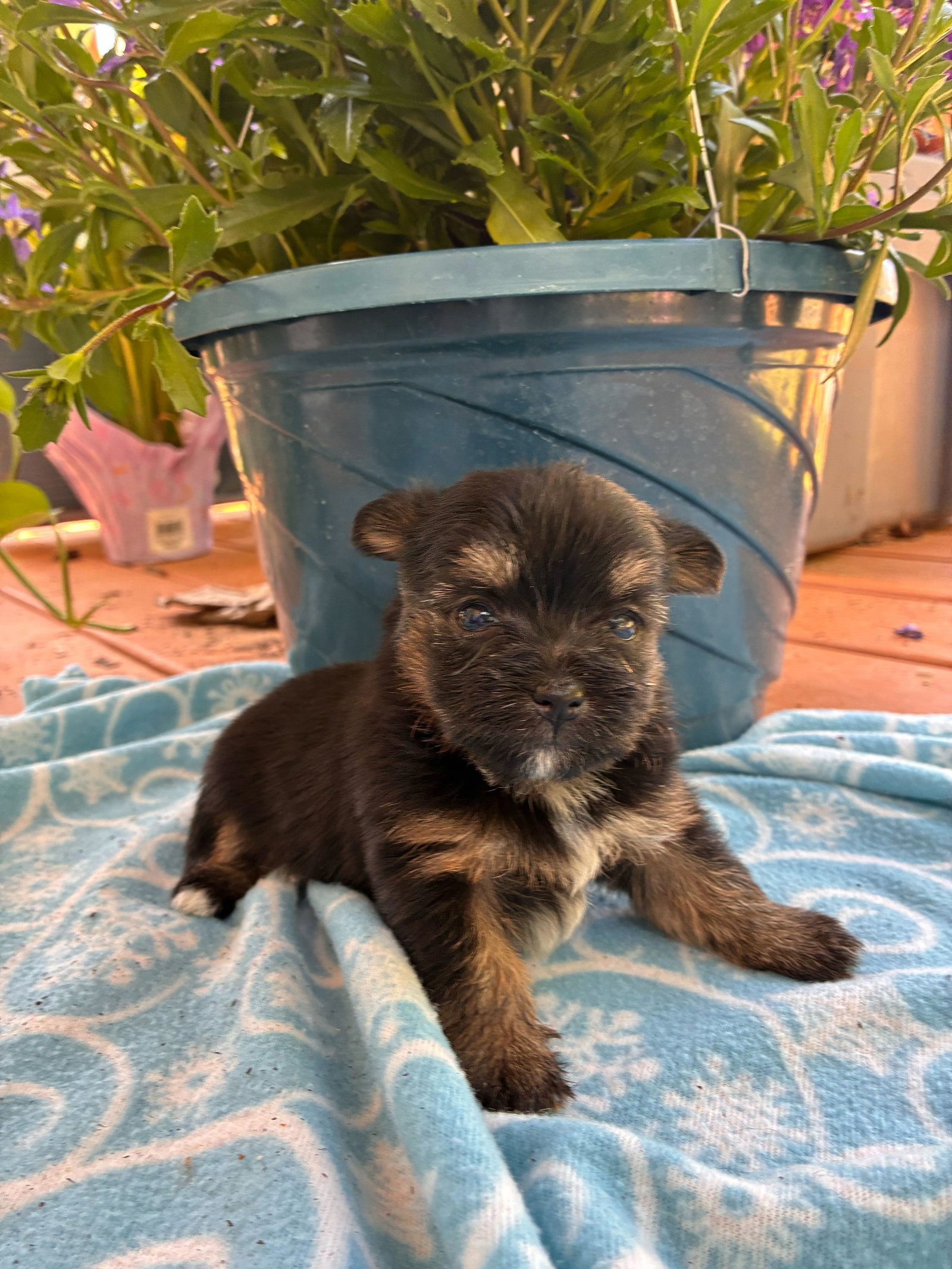 Photo 2 of 3 — Hera Apr 26 - Available for Adoption 6/10/26