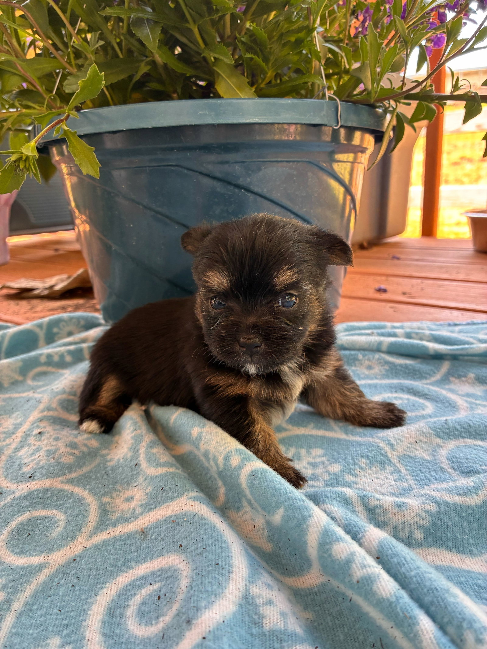 Photo 3 of 3 — Hera Apr 26 - Available for Adoption 6/10/26