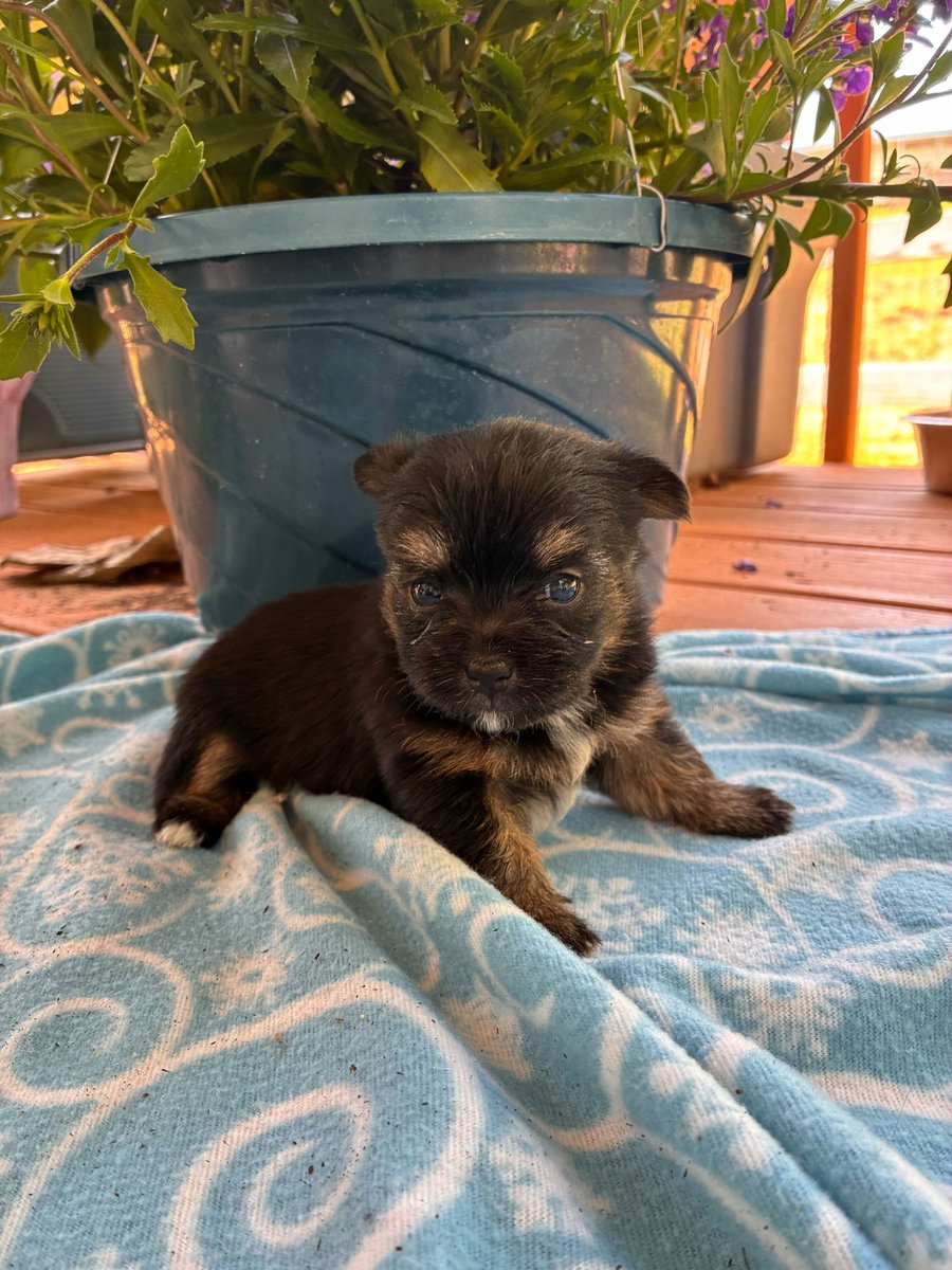 Hera Apr 26 - Available for Adoption 6/10/26