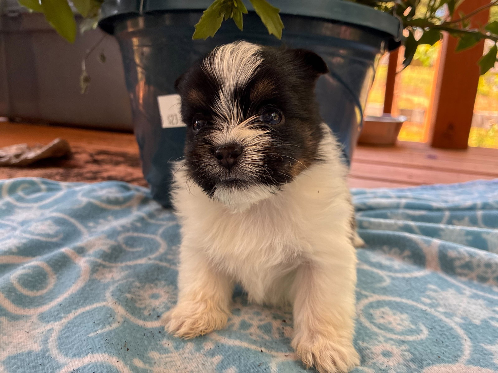 Photo of Kanan Apr 26 - Available for Adoption 6/10/26