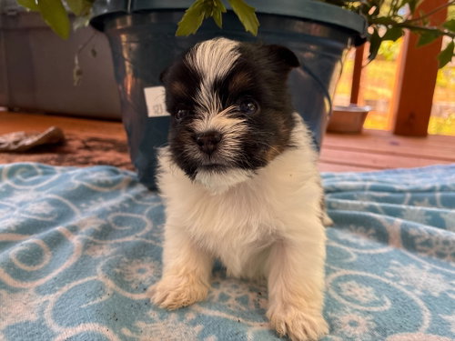 Kanan Apr 26 - Available for Adoption 6/10/26, an adoptable Yorkshire Terrier Yorkie in Pacolet, SC