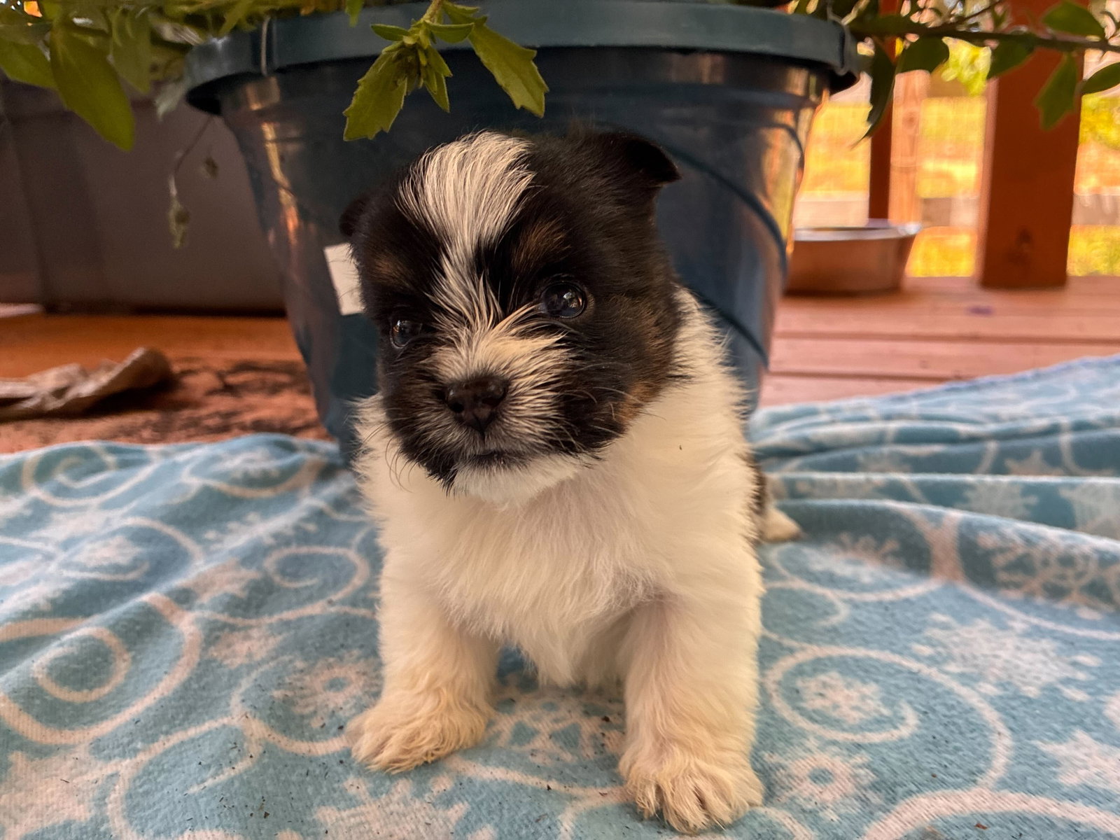 Photo 2 of 3 — Kanan Apr 26 - Available for Adoption 6/10/26