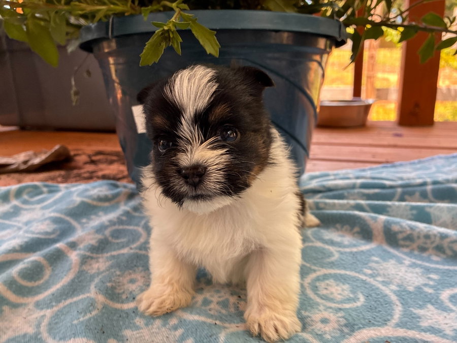 Kanan Apr 26 - Available for Adoption 6/10/26