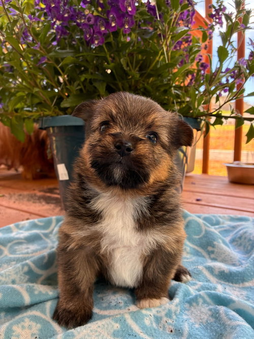 Chopper Apr 26 - Available for Adoption 6/10/26, an adoptable Yorkshire Terrier Yorkie in Pacolet, SC