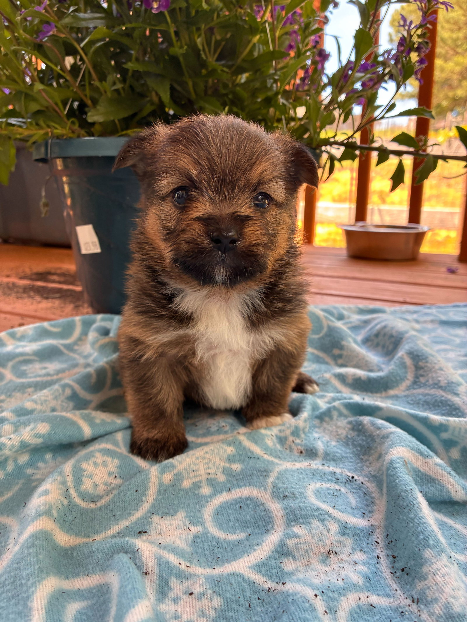 Photo 2 of 3 — Chopper Apr 26 - Available for Adoption 6/10/26