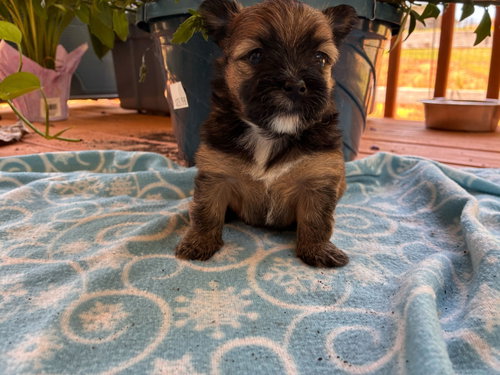 Bridger Apr 26 - Available for Adoption 6/10/26, an adoptable Yorkshire Terrier Yorkie in Pacolet, SC