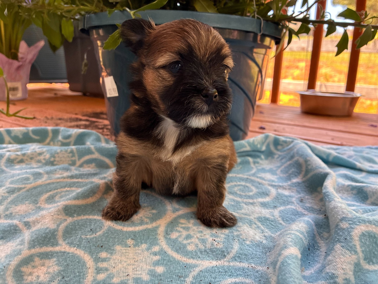 Photo 2 of 3 — Bridger Apr 26 - Available for Adoption 6/10/26