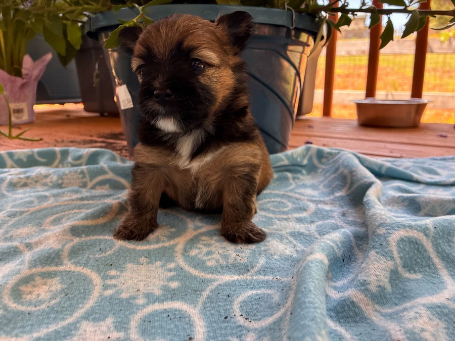 Bridger Apr 26 - Available for Adoption 6/10/26