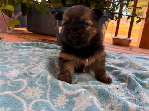 Zeb Apr 26 - Available for Adoption 6/10/26, an adoptable Yorkshire Terrier Yorkie in Pacolet, SC