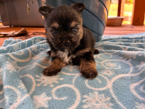 Rex Apr 26 - Available for Adoption 6/10/26, an adoptable Yorkshire Terrier Yorkie in Pacolet, SC