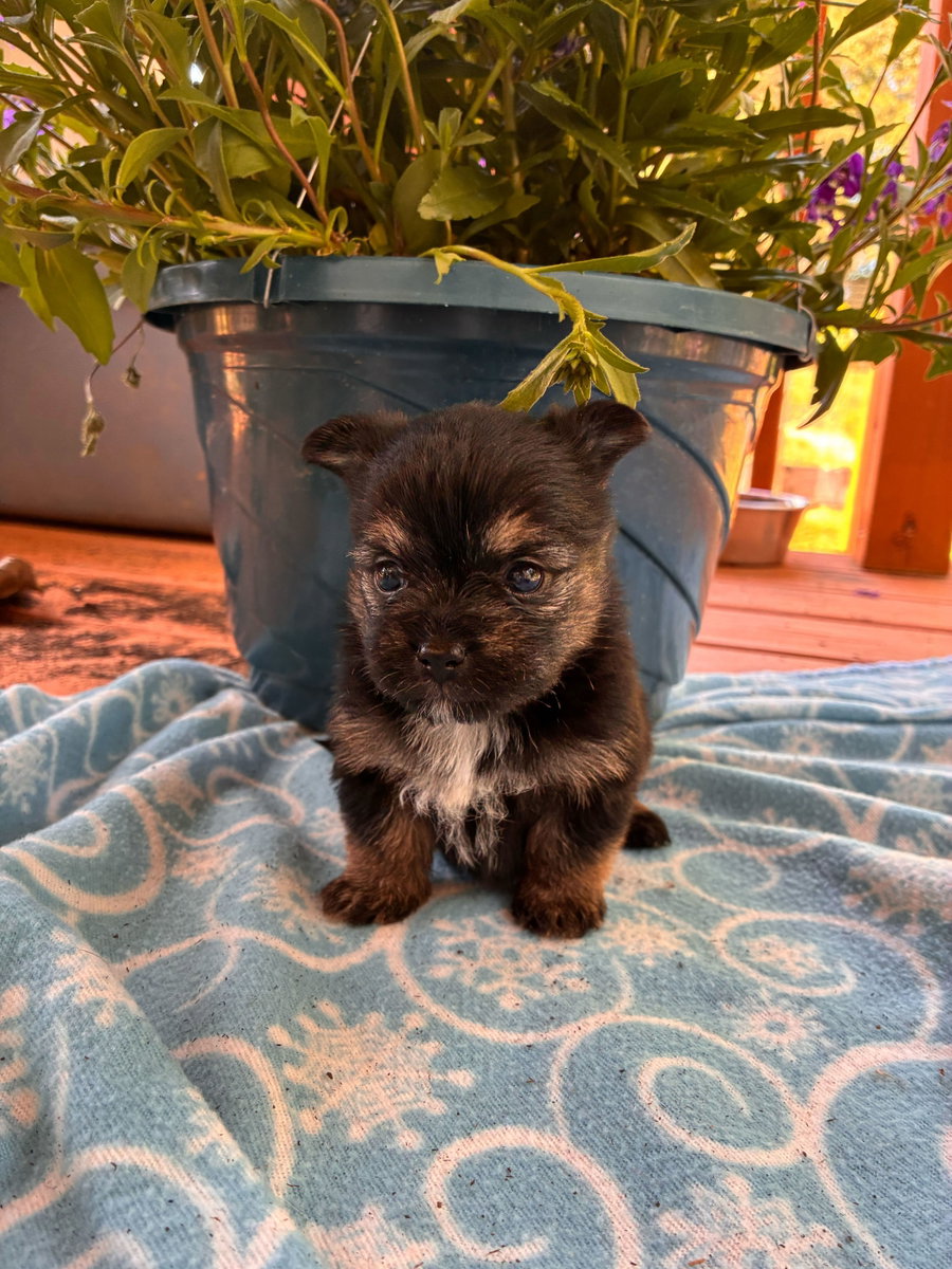 Rex Apr 26 - Available for Adoption 6/10/26