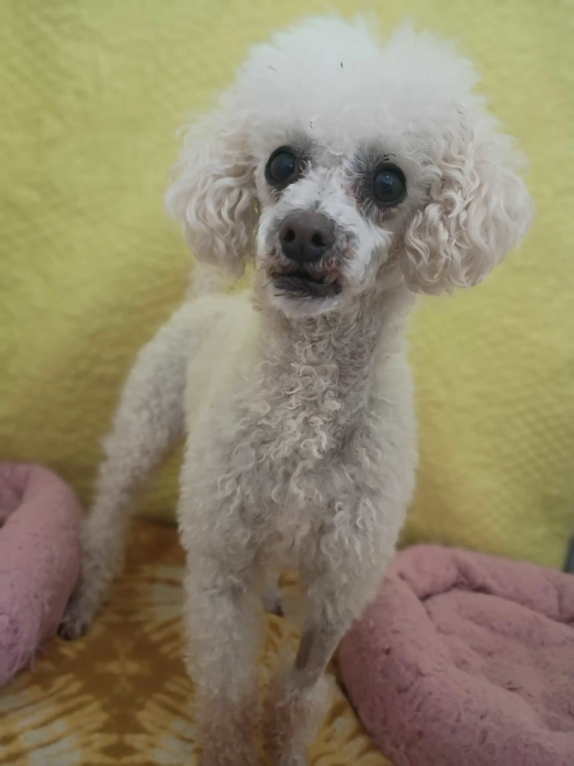 Peanut May  Bonded To Sadie May - Poodle (Miniature)