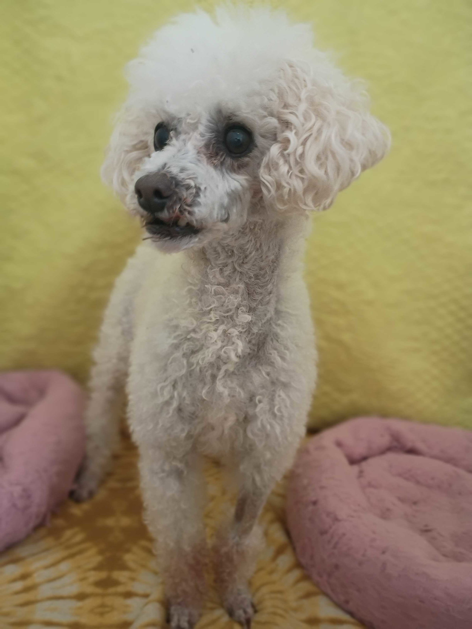 Photo 2 of 5 — Peanut May 26 Bonded to Sadie May 26